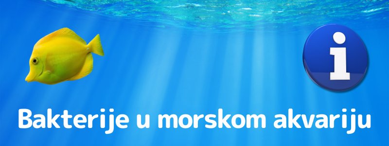Mikro in makro elementi v morskem akvariju